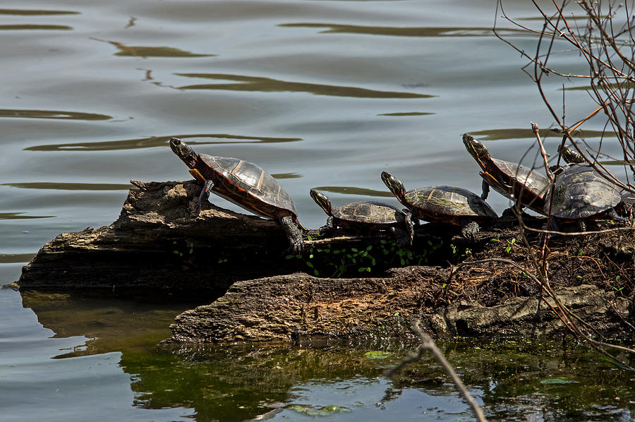 Herd Of Turtles Photograph by Bill Jordan