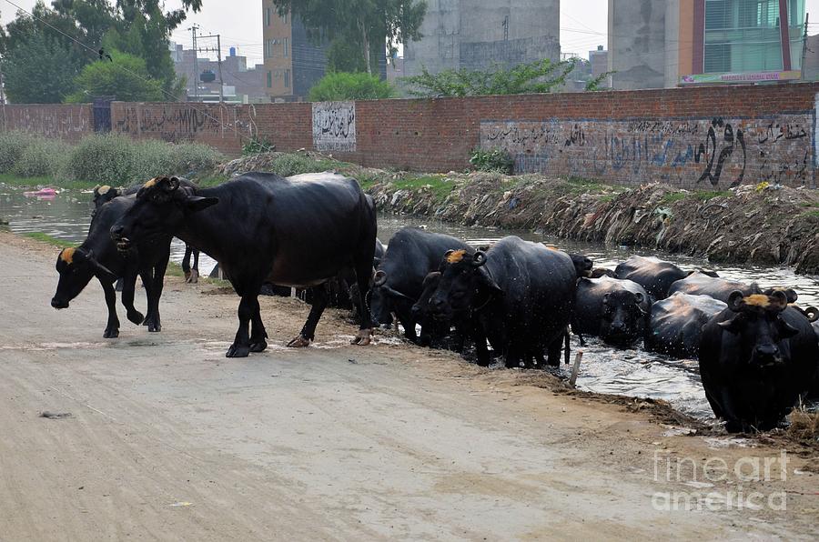 Herd of water buffaloes emerges from canal Lahore Pakistan Photograph by Imran Ahmed