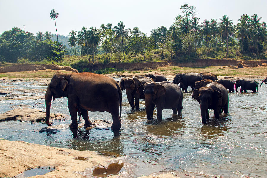 Herd Of Wild Elephants Photograph by Elena Saulich - Fine Art America