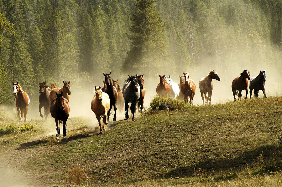 Herd of Wild Horses Photograph by Scott Read