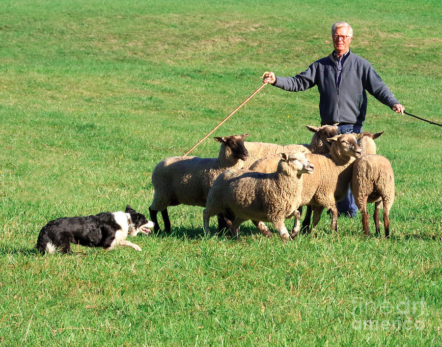 Sheepherding Photograph - Herding by Rod Giffels
