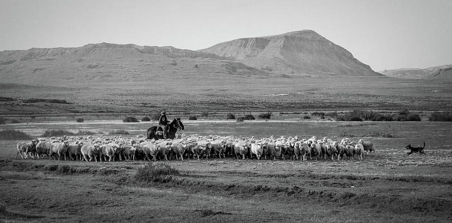 Herding Sheep - Patagonia Photograph by Stuart Litoff