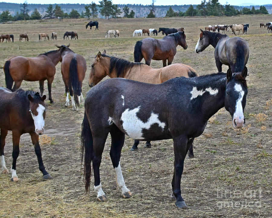 Herds Of Wild Horses Photograph by Kathy M Krause