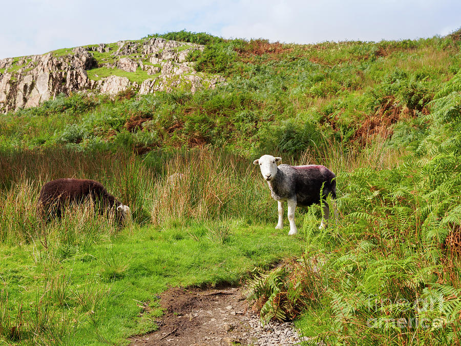 Herdwick sheep grazing in Wasdale Cumbria Photograph by Louise Heusinkveld