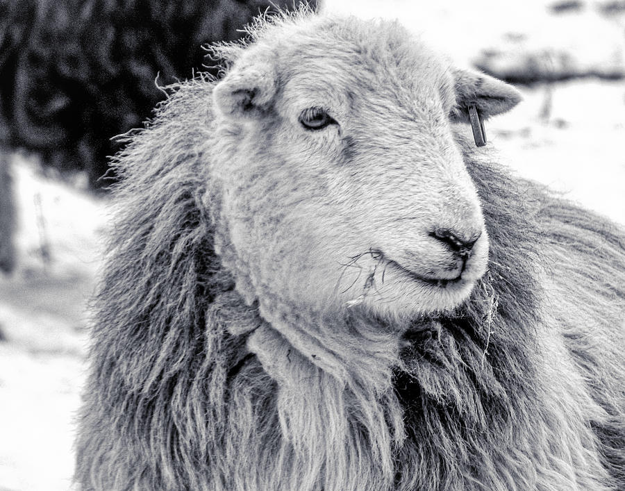 Herdwick Sheep Photograph by Keith Elliott