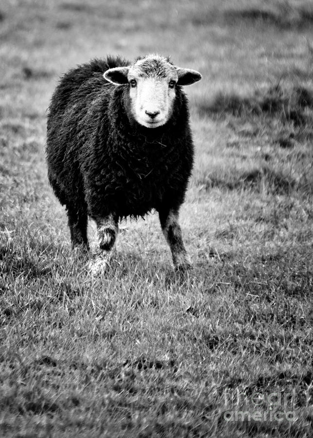 Herdwick Sheep Photograph by Meirion Matthias