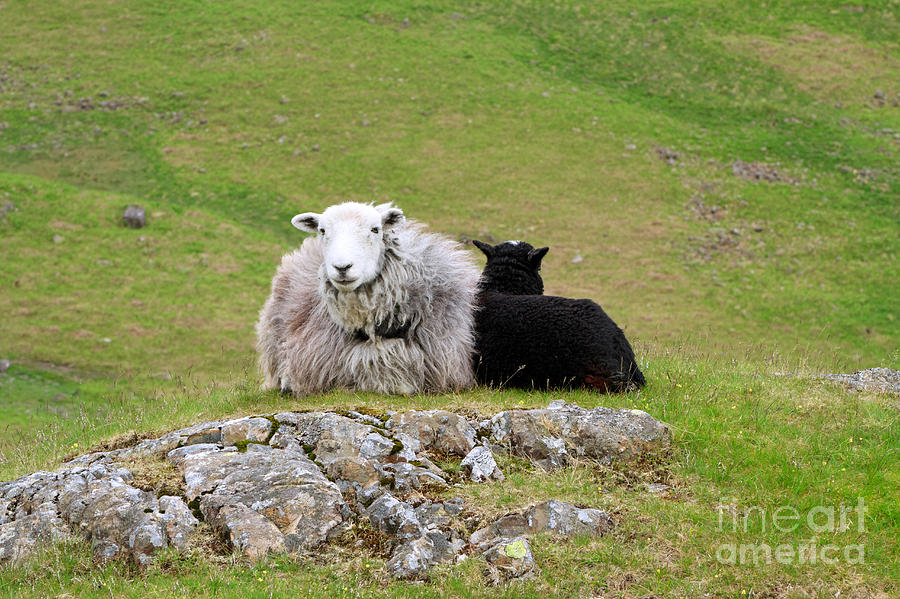 Herdwick sheep on a hillside in Cumbria Photograph by Louise Heusinkveld