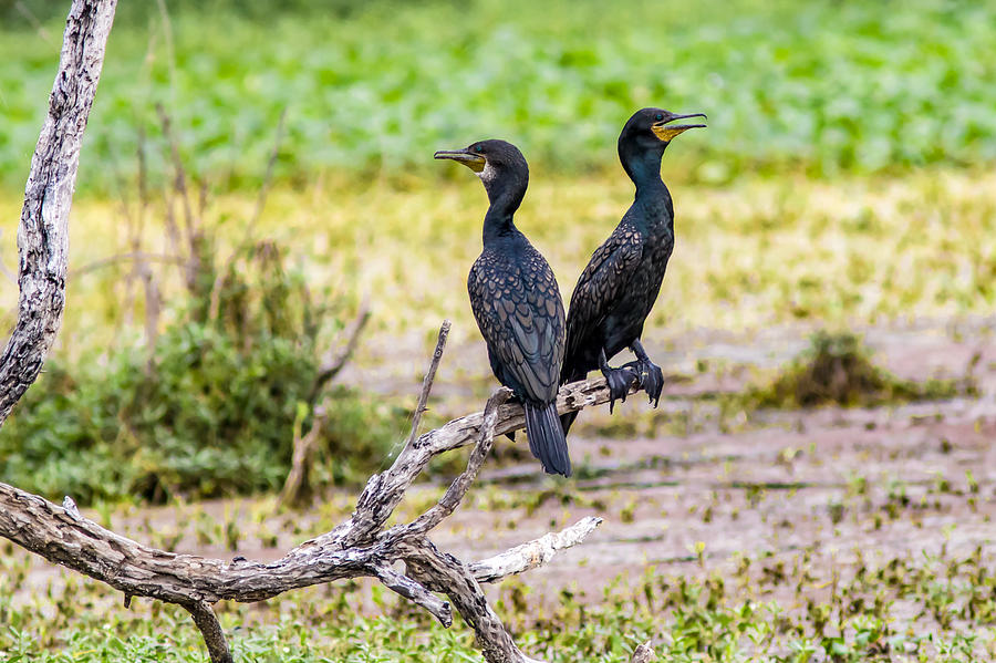 Here And There  - Cormorant Pair  Photograph by Ramabhadran Thirupattur