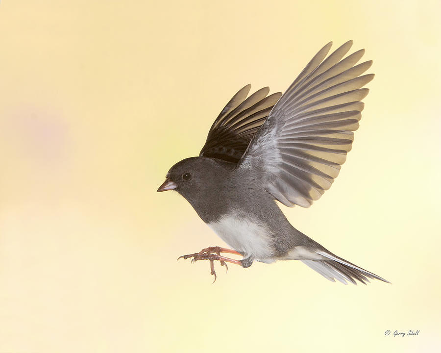 Here Comes Jimmy Junco Photograph by Gerry Sibell