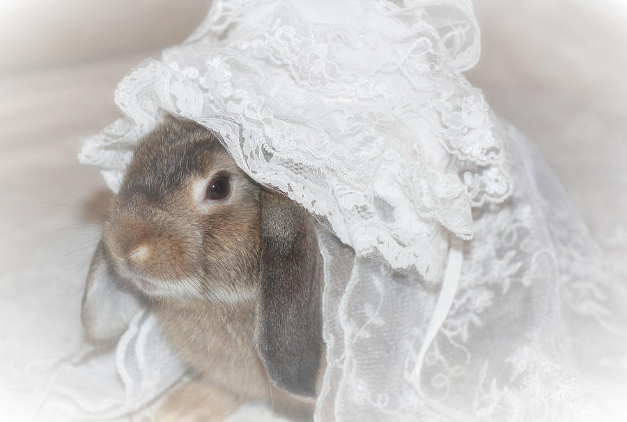 Bunnies Photograph - Here Comes The Bride... by The Art Of Marilyn Ridoutt-Greene