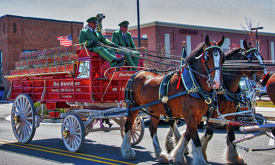 Here Comes the King-Budweiser Clydesdales Photograph by Neil Doren ...