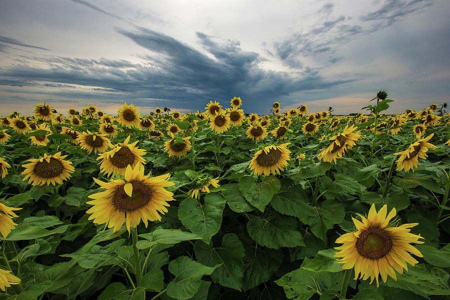 Here Comes The Sun Photograph by Aaron J Groen