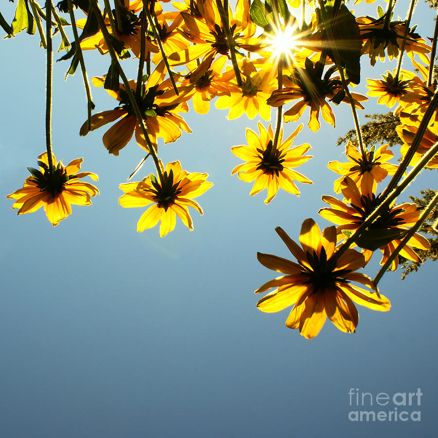 Flower Photograph - Here comes the sun by Aimelle Ml