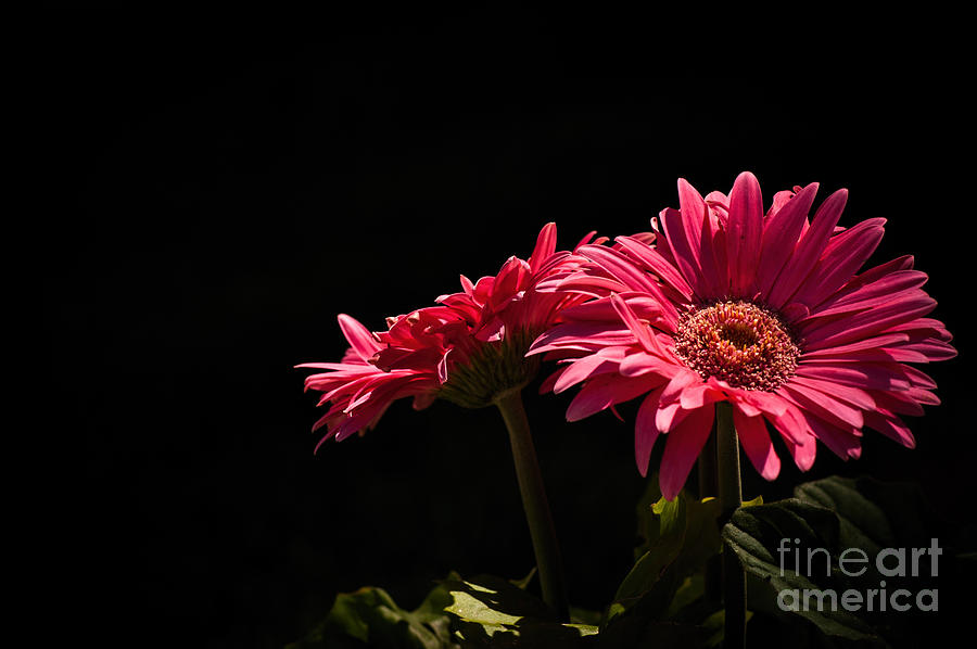 Daisy Photograph - Here Comes the Sun by ArtissiMo Photography