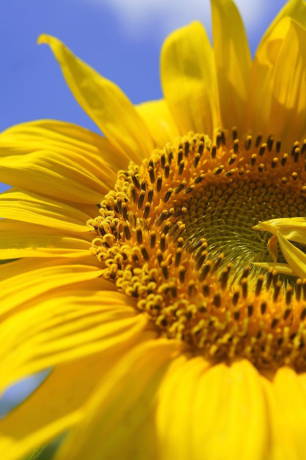 Sunflower Photograph - Here Comes The Sun by Laurie Perry
