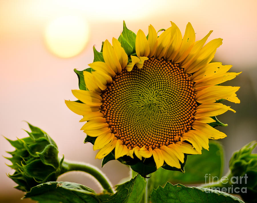 Sunflower Photograph - Here Comes The Sun by Nick Boren