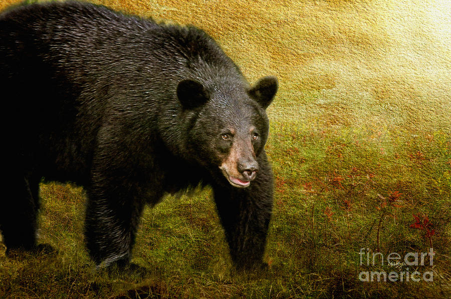 Bear Photograph - Here Comes Trouble by Lois Bryan