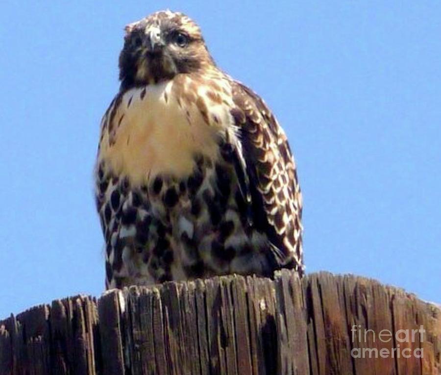 Falcon Photograph - Here I Am Falcon by Susan Garren