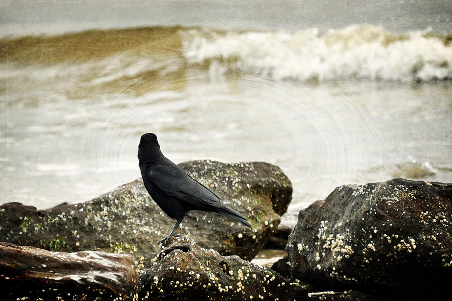 Crow Photograph - Here I Love You by Rebecca Sherman