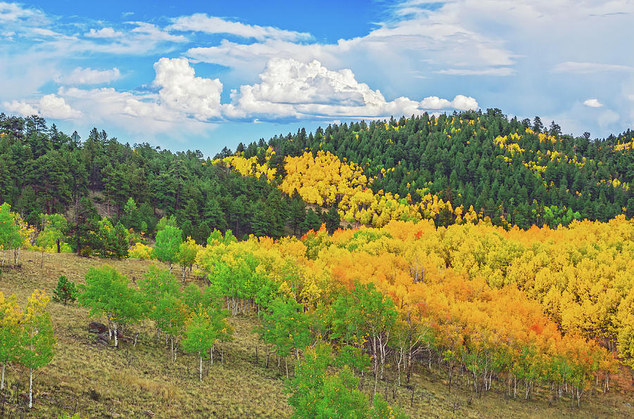 Here In Colorado, Were Blessed With 11 National Forests.  Photograph by Bijan Pirnia