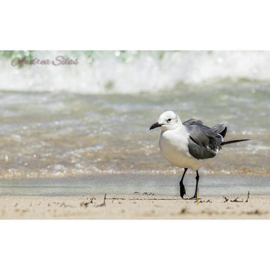 Florida Photograph - Here Is Another Bird At South Beach In by Andrea Silas