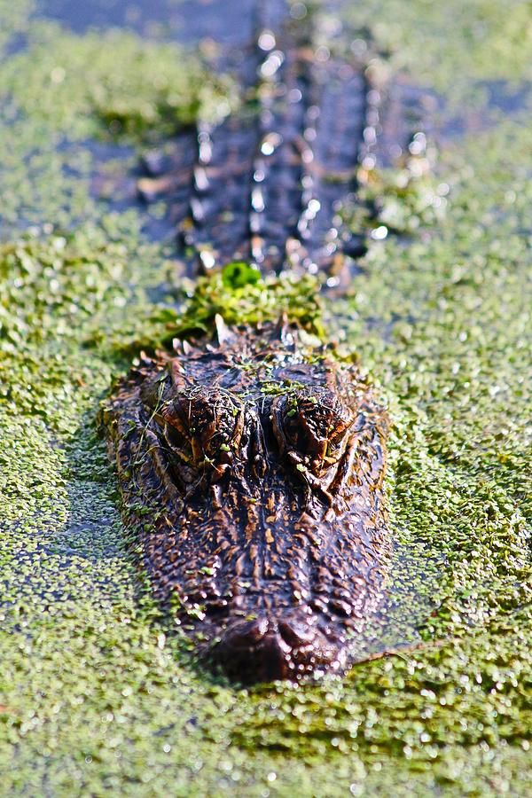 Here Is Looking At You Said The Alligator Photograph by Carol Montoya