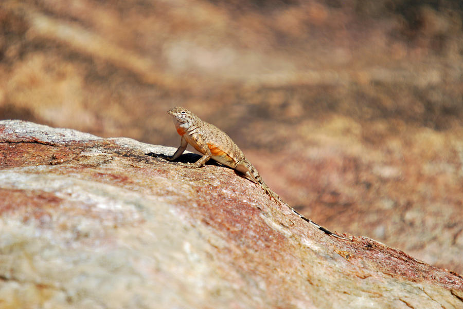 Here Lizard Lizard  Photograph by Teresa Blanton
