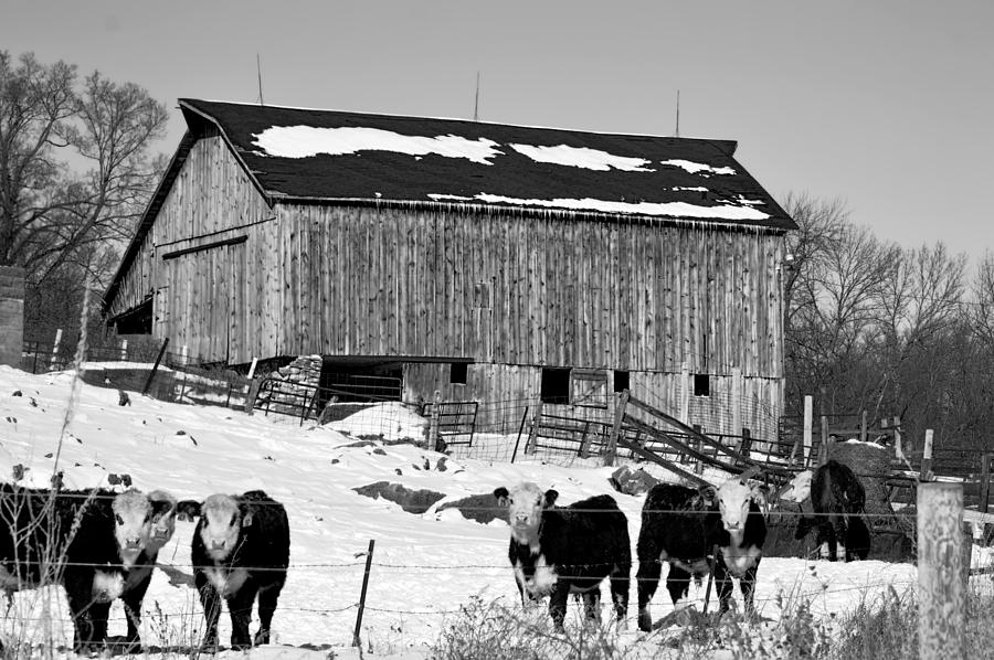 Hereford Barn BW Photograph by Bonfire Photography