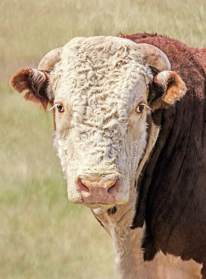 Hereford Bull Photograph by Jennie Marie Schell