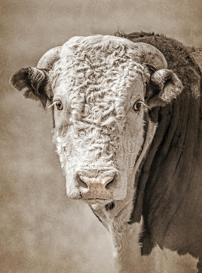 Vintage Photograph - Hereford Bull Sepia by Jennie Marie Schell