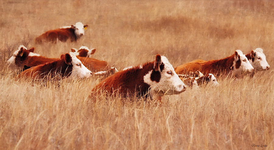 Hereford Cattle Photograph by Anna Louise