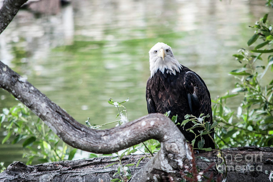 Eagle Photograph - Heres Lookin at you by Cathie Moog
