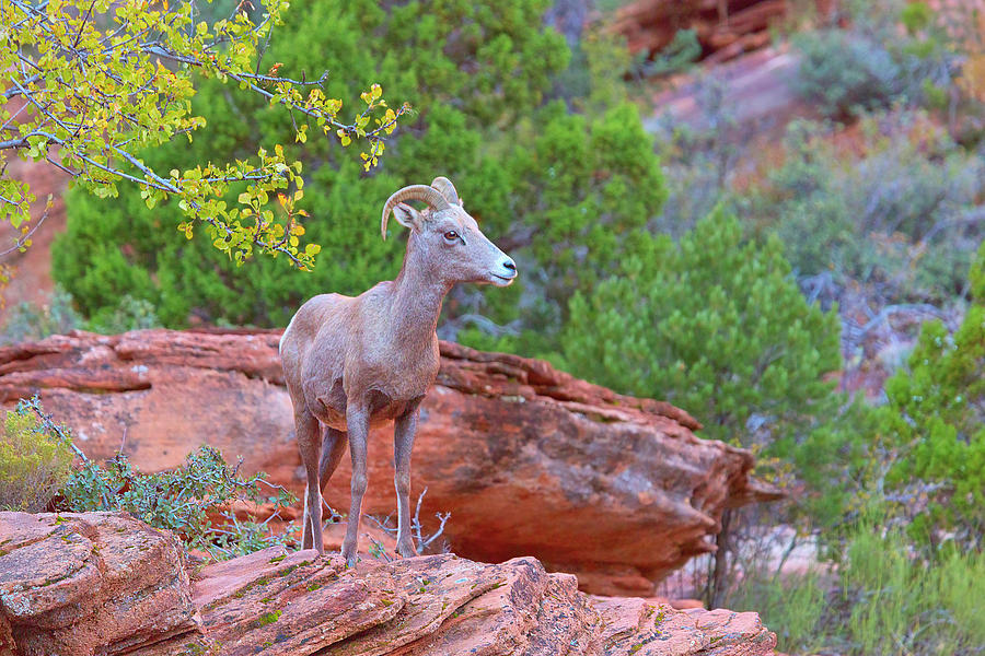Zion National Park Photograph - Heres Looking at Ewe by Brian Knott Photography