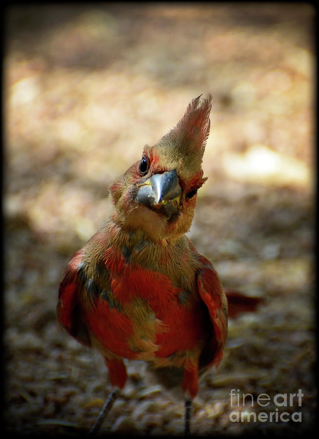 Cardinal Photograph - Heres Looking at Ya by Saija Lehtonen