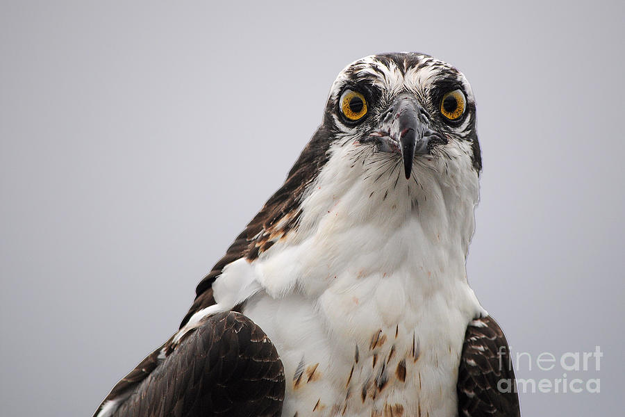 Osprey Photograph - Heres Looking At You by Andrew Wilson