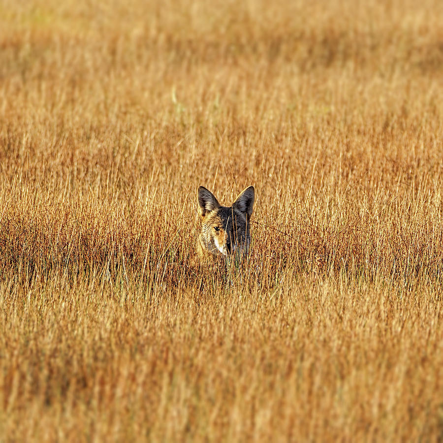 Coyote Photograph - Heres Looking At You by Dennis Bolton Coyote Photograph - Heres Looking At You by Dennis Bolton