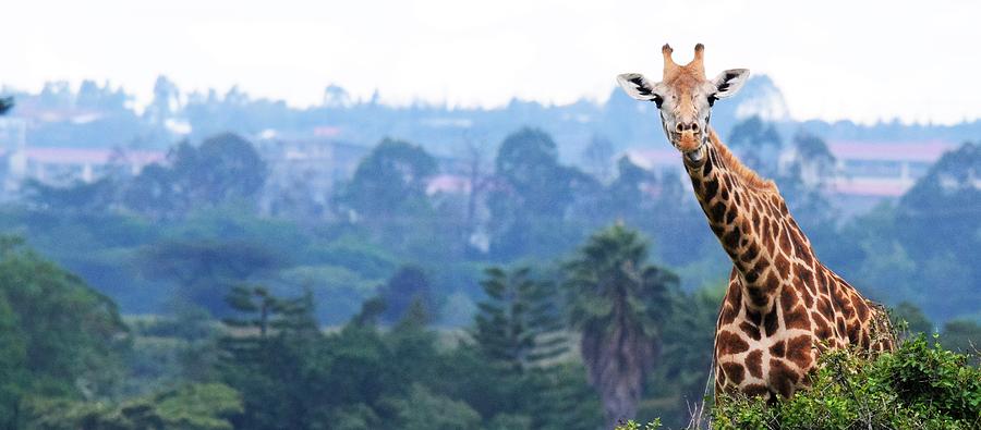 Safari Photograph - Heres looking at you kid. Giraffe in Kenya Africa by Ron Bartels Safari Photograph - Heres looking at you kid. Giraffe in Kenya Africa by Ron Bartels