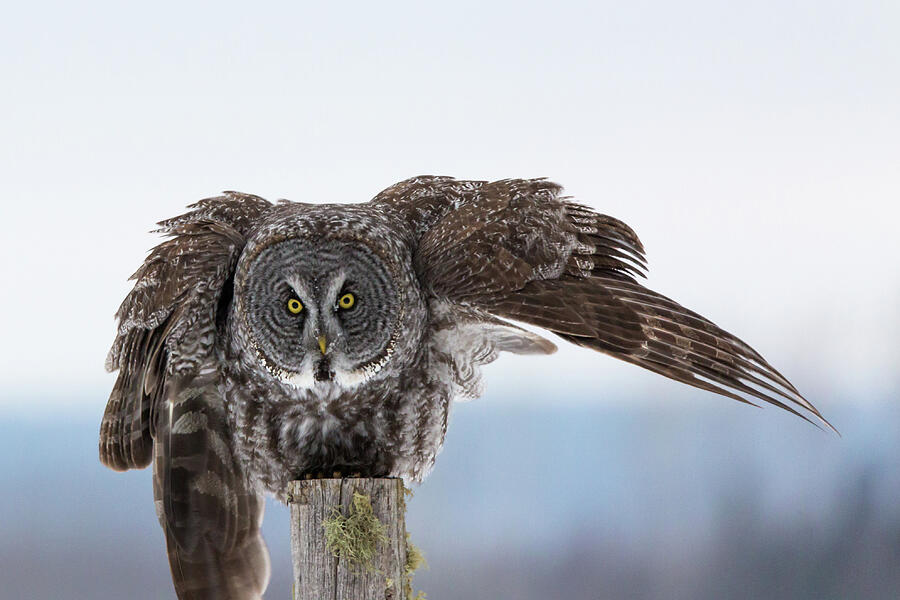 Here's Looking At You by Linda Ryma Here's Looking At You by Linda Ryma