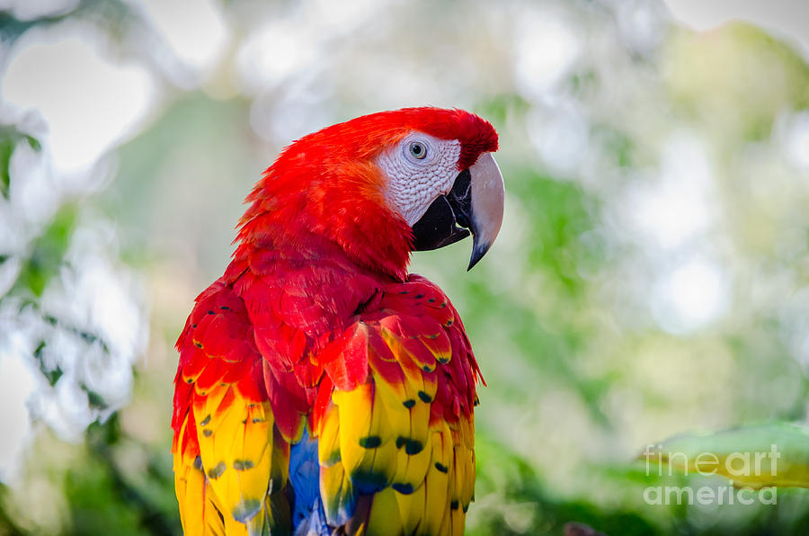Macaw Photograph - Heres Looking At You by Emily Bristor Macaw Photograph - Heres Looking At You by Emily Bristor