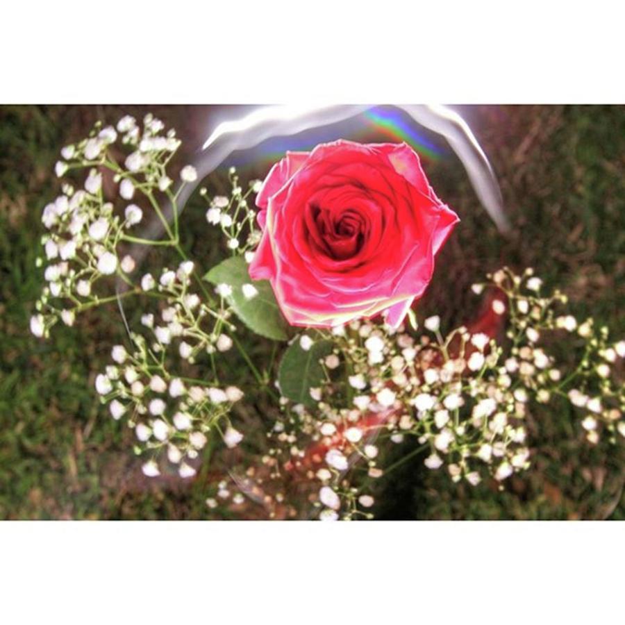 Rose Photograph - Heres Some Love To Moms!
happy by Andrew Nourse Rose Photograph - Heres Some Love To Moms!
happy by Andrew Nourse