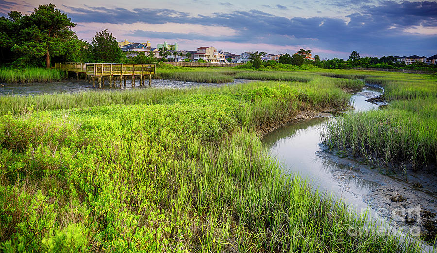 Heritage Shores Nature Preserve Photograph by David Smith