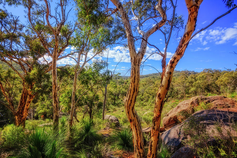 Heritage View, John Forest National Park Photograph by Dave Catley