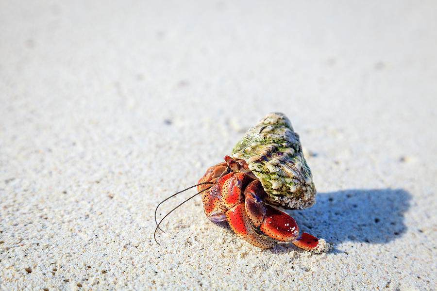 Hermit crab Photograph by Alexey Stiop