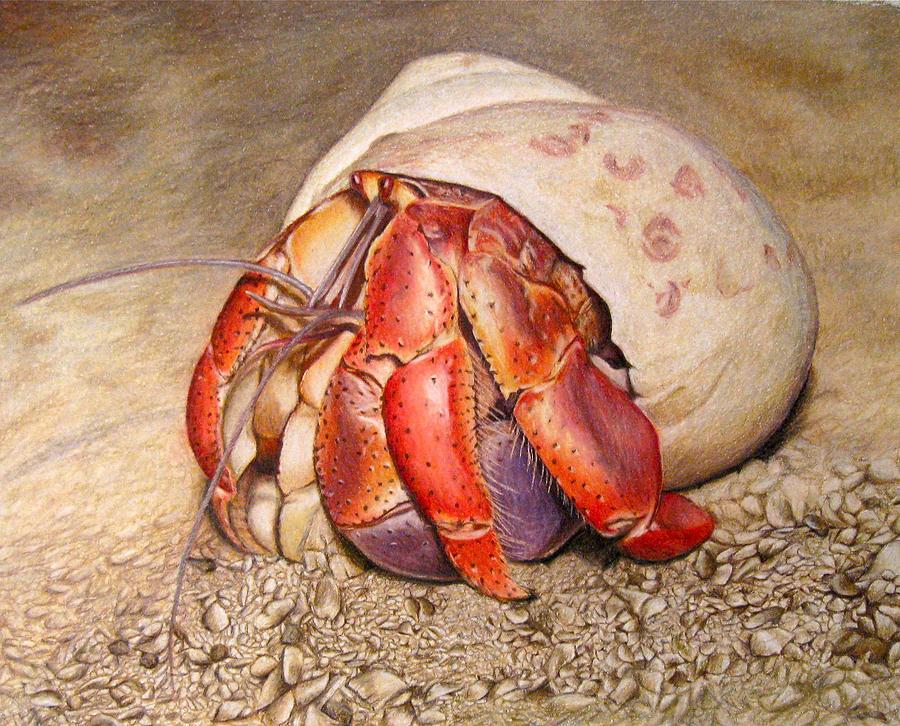 Nature Drawing - Hermit Crab by Corrina Thurston