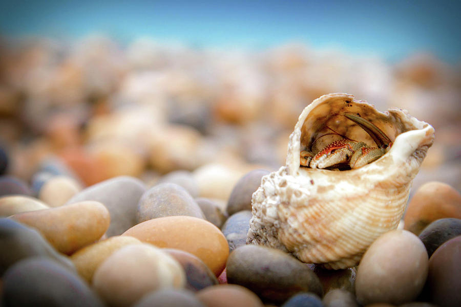 Hermit Crab Photograph - Hermit Crab by Dan Pearce Hermit Crab Photograph - Hermit Crab by Dan Pearce