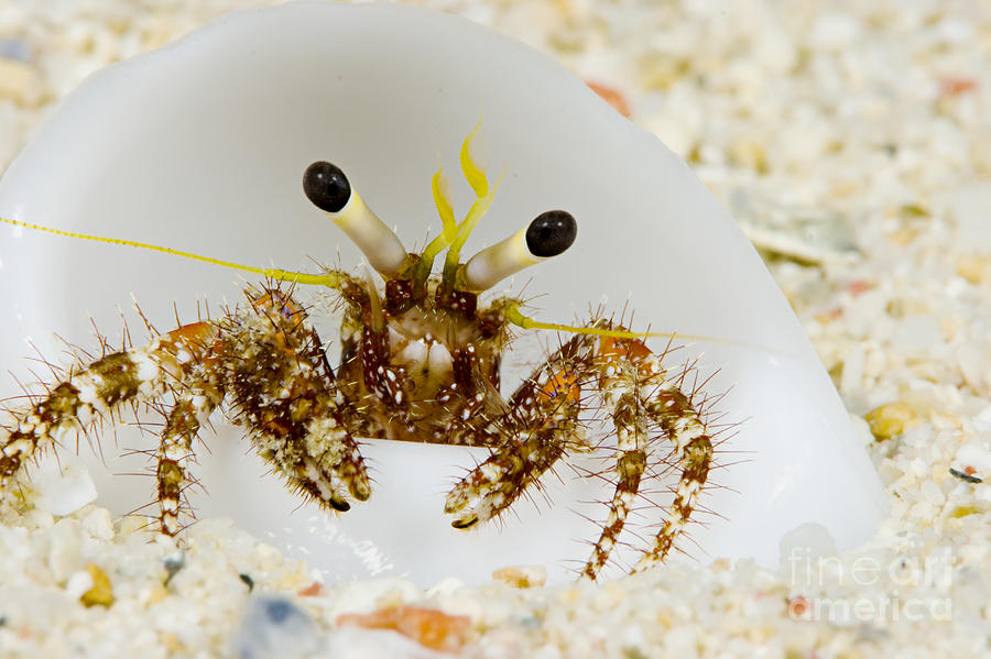 Hermit crab Photograph by Dave Fleetham - Printscapes
