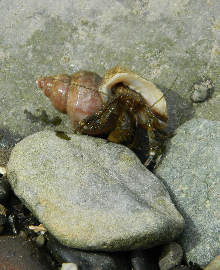 Hermit Crab Photograph by Gallery Of Hope 