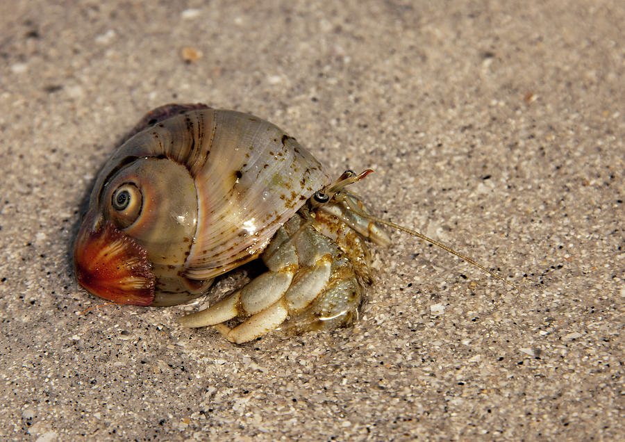 Hermit Crab Photograph by Gouzel -