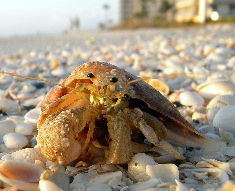 Hermit D. Crab Photograph by Sean Allen