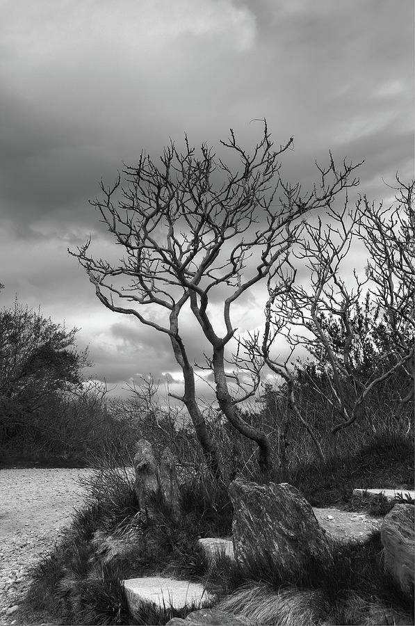 Hermit Island Tree 0192 Photograph by Guy Whiteley